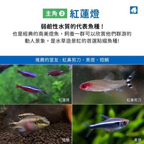 燈魚混養|孔雀魚 混養 燈魚 的日與夜 